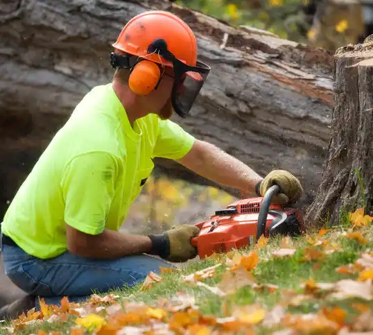 tree services Old Town